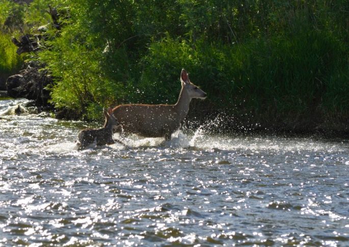 Deer on Jefferson River (photo by Norm Miller)