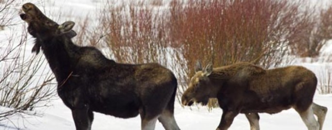 Red Rock Lakes National Wildlife Refuge (photo by James N. Perdue)