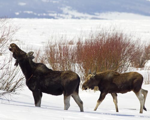 The willows growing from Tom Creek provide browsing for Moose in the deep of winter here. In summer, moose are attracted to marshes and creek banks to both collect suitable vegetation to eat and water to wet and cool themselves in. Moose are not usually aggressive towards humans, but can be provoked or frightened to behave with aggression. Due to their disposition and size, it's best to keep a wide berth from them.