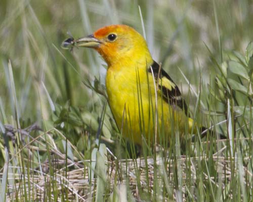 The beautiful Western Tanager (Piranga ludoviciana) has found a bug in the grasses near Red Rock Creek. The tanager is classified in the same family as the cardinal. Western tanagers eat fruits (~18%) and a wide range of insects (~82%) They are a welcome visitor in the spring and early summer here in the refuge, though not especially numerous (like the blackbirds or sparrows, etc).