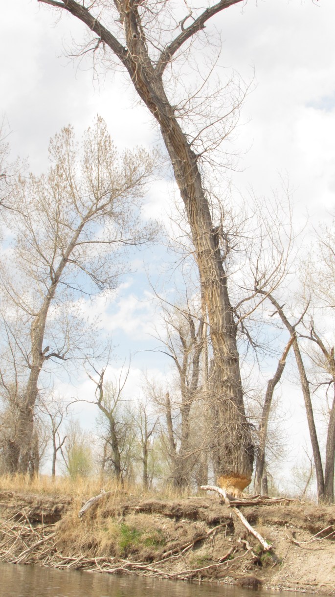 A beaver has just about nailed this tree.