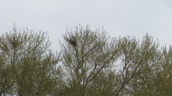 A crane sitting in its nest high above in the trees.