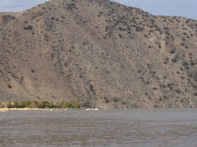 My beloved pelicans bring me a peaceful easy feeling whenever they're around.