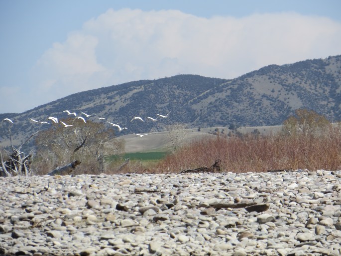I thought these birds were snow geese, but it turns out (after we researched a little) they are Trumpeter Swans. Fantastic!