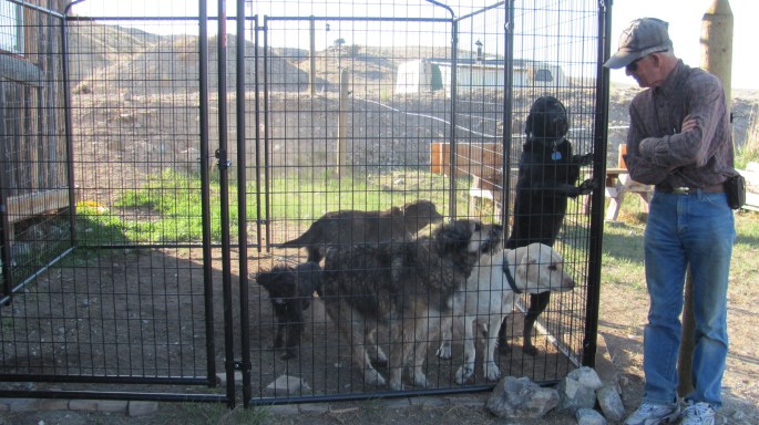 Jim Hicks' rescue dogs. Jim has 800 yards of Jefferson River frontage, three cabins, some horses, and is ex-military and currently employed as Ted Turner's horticulturalist. Cool guy.