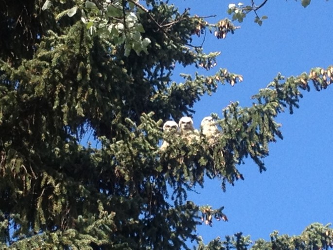 This is a nest with three Great Horned Owl babies. If you don't know they are there, you probably won't see them. John knew where they were and we were fortunate to get a good clear sighting, let alone an awesome photos!