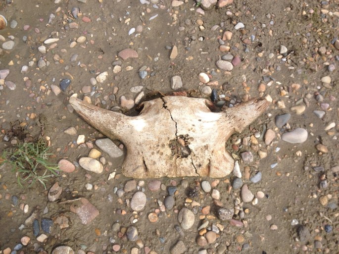 I found this skull right at the point of the island by my camp. Kind of disturbing. Found out later it is a bison skull, the bison likely finished off with a blow to the head, which was a common tactic among Native Americans back in the day.