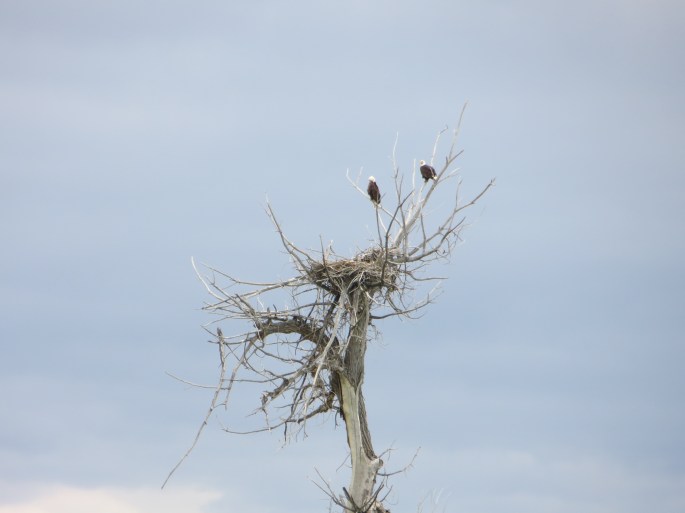 Eagles at Eagle Rock?