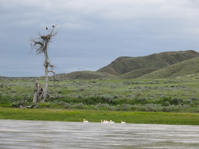 And, my best friends, the pelicans.