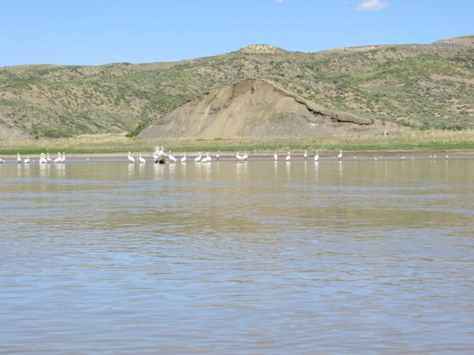 These gulls were a good indication of shallow waters around me.