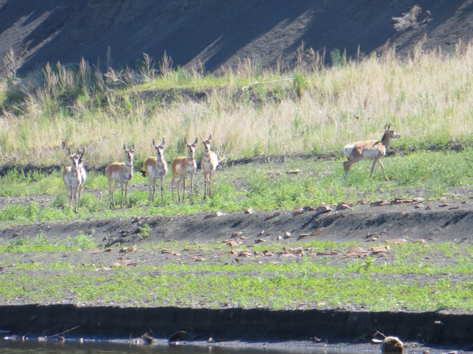 Here is the buck's females (I assume they were all females). The buck was very protective of them and they were very obedient to his signals to stay clear of me. I was so happy to get pictures of these beautiful animals.