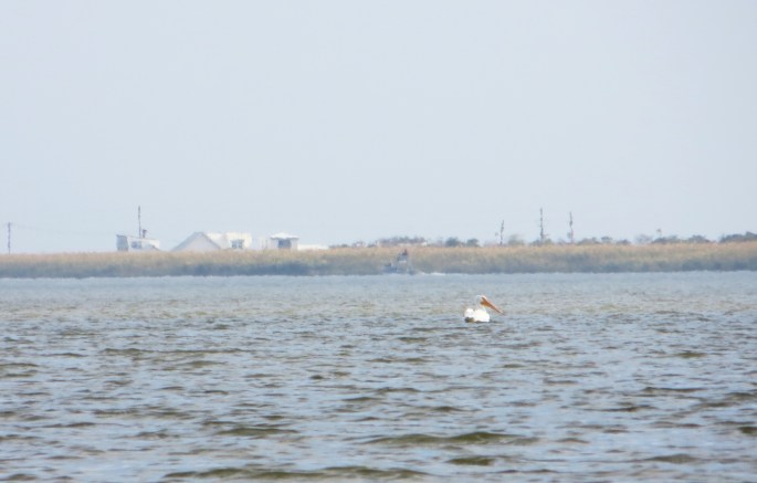 The perfect good bye and congratulations. I was immersed in joy and supercharged with energy after seeing my pelican friend.