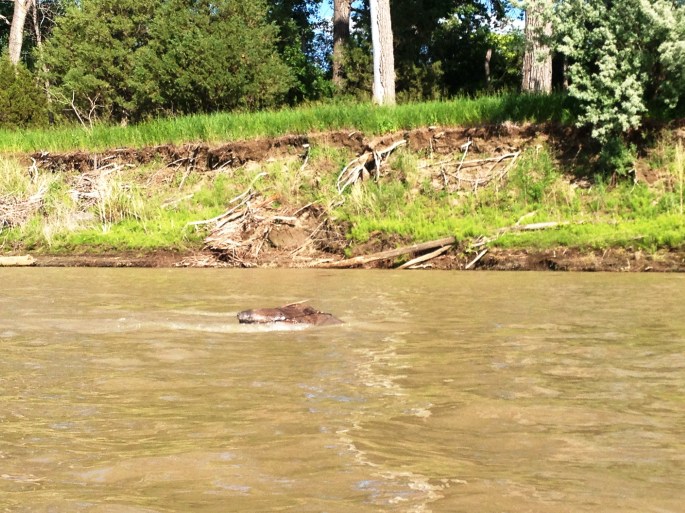 Crocodile, hippo or snag?