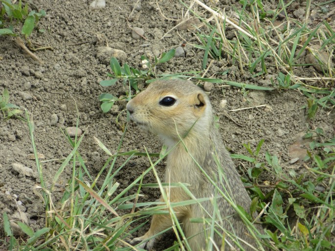 An underground resident enjoying the safety of a gated commune
