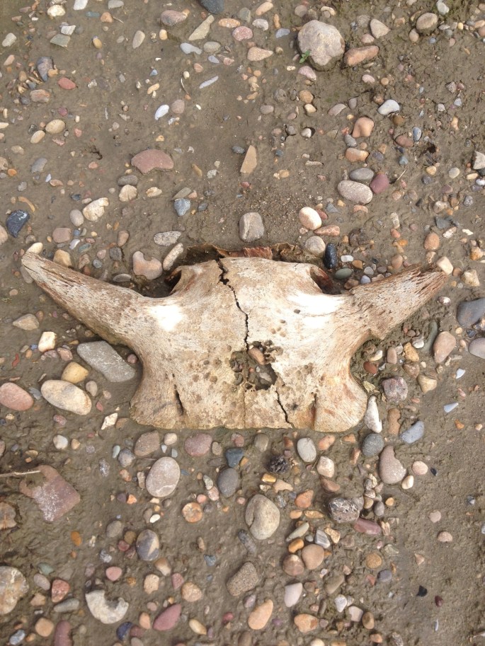 Buffalo skull next to my camp that speaks historical volumes